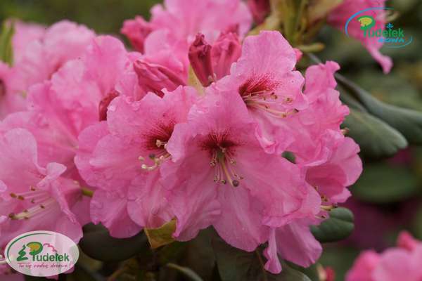 Rhododendron Madrid